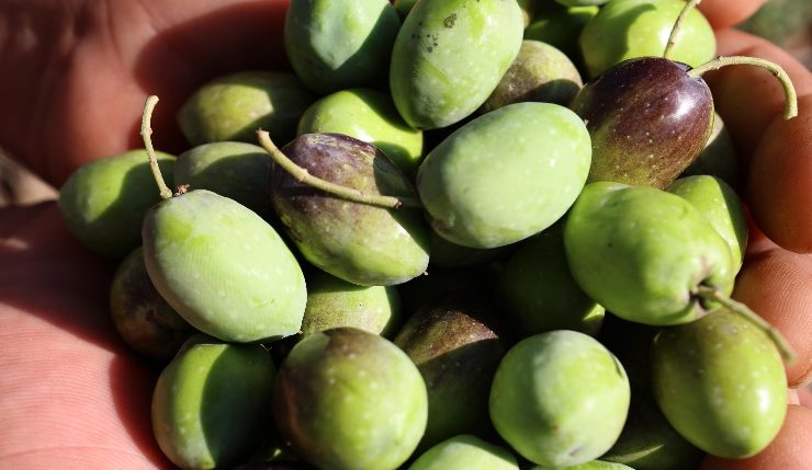 olive fonte dell'olio ha molte proprietà