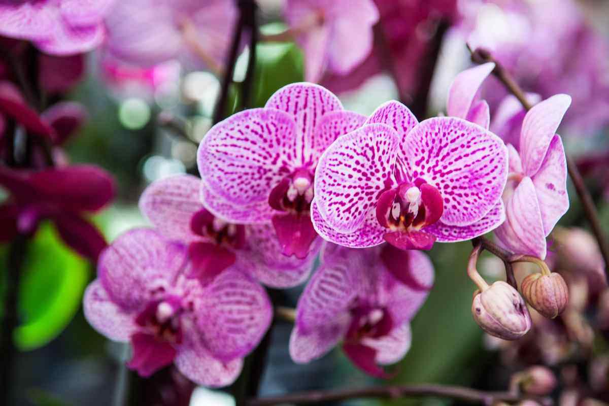 curare orchidee