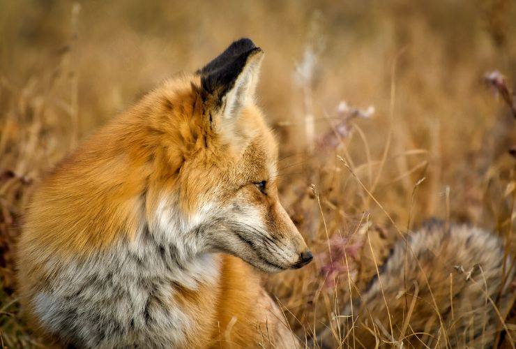 L'animale di montagna