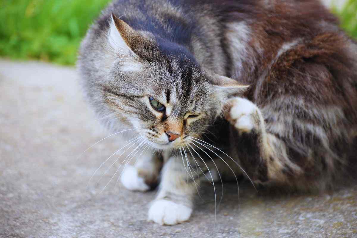 gatto pulci