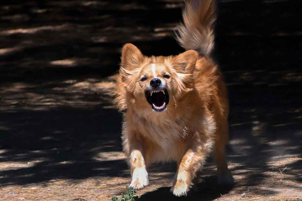 morso cane responsabile